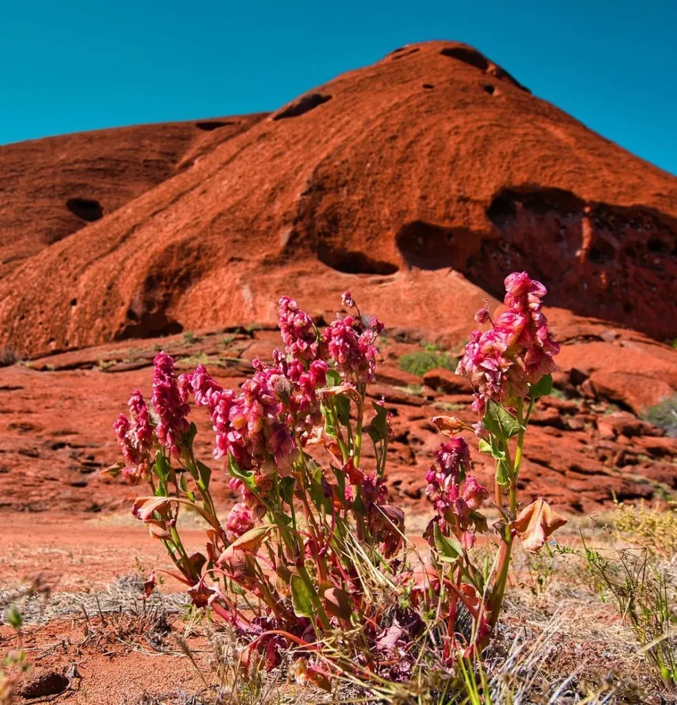 Beyond Uluru Exploring Nature And Wildlife