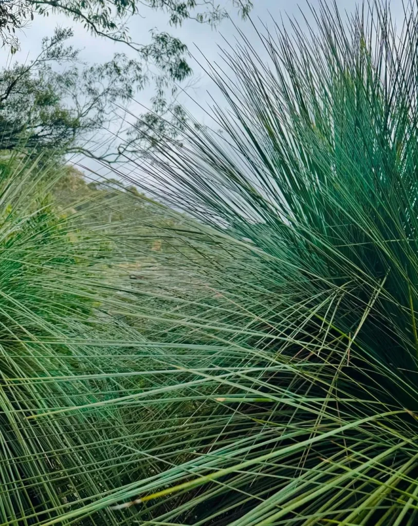 Blue Mountains Tours