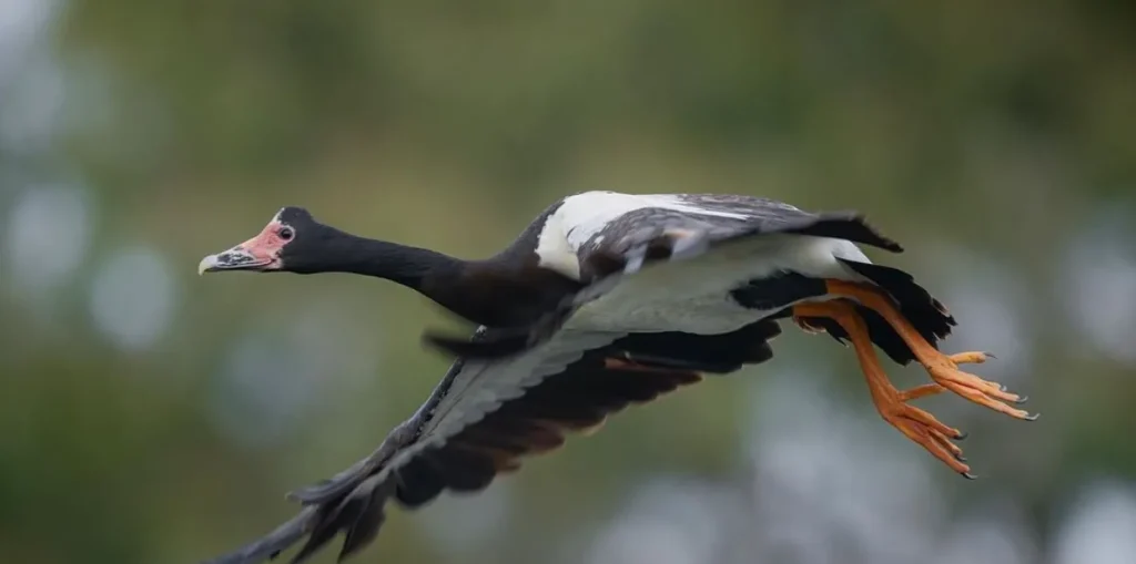 Magpie Geese