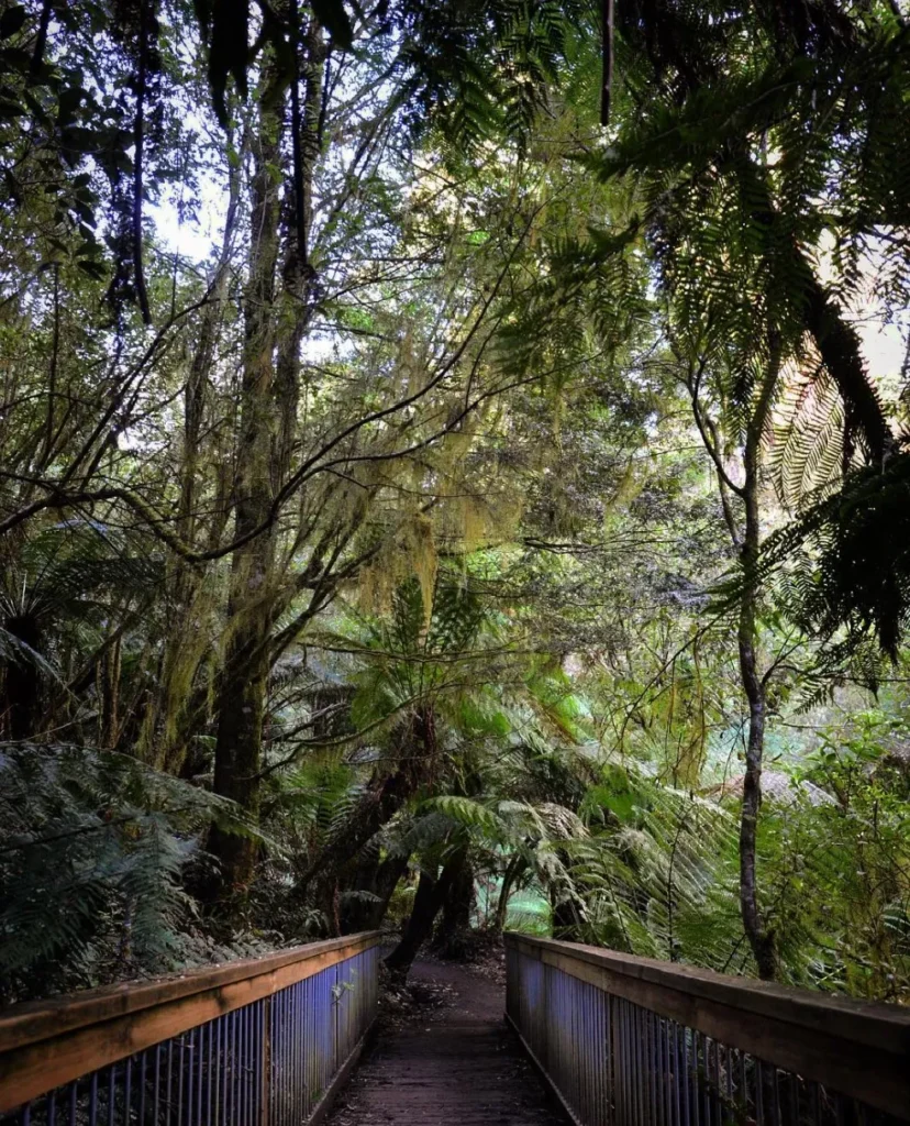 Otway rainforest