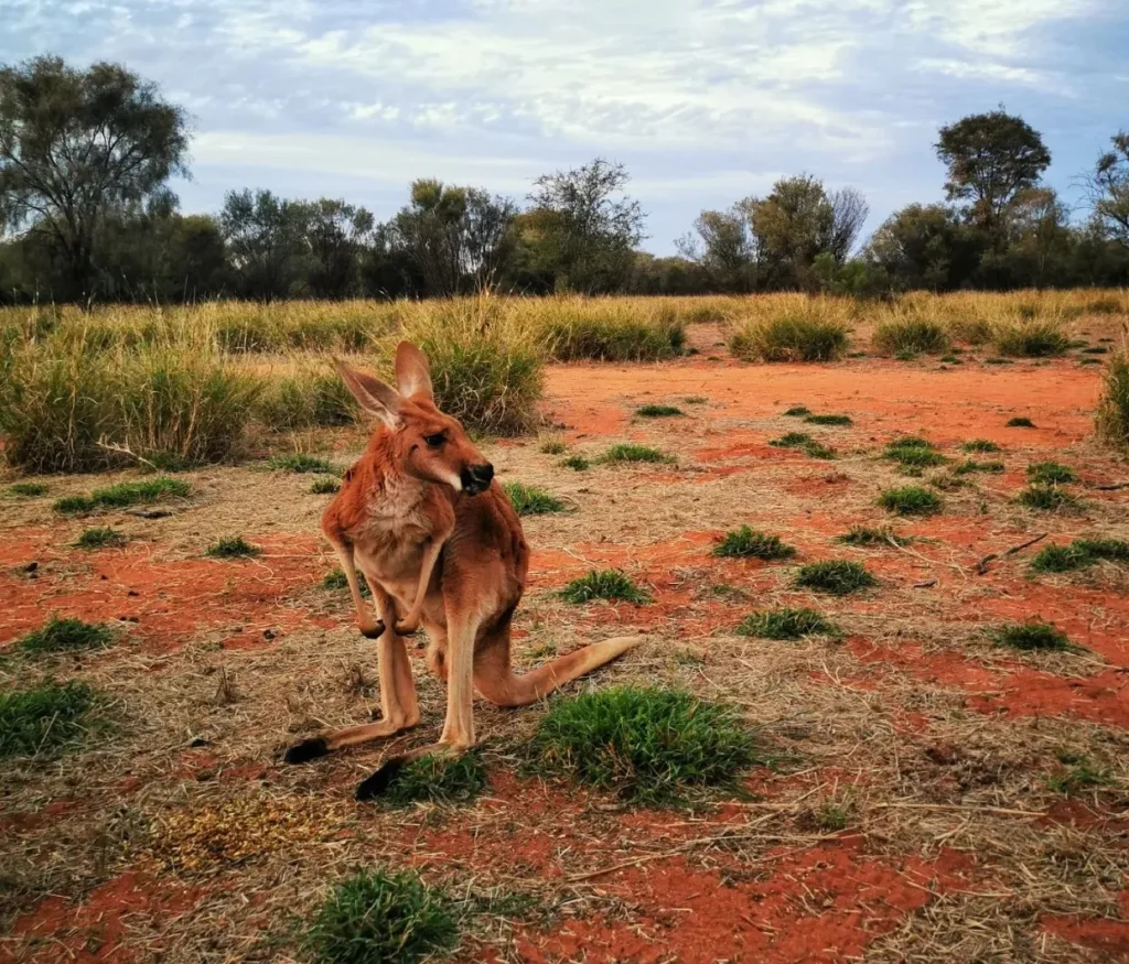 The kangaroo