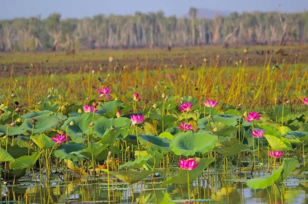 Yellow Water Billabong