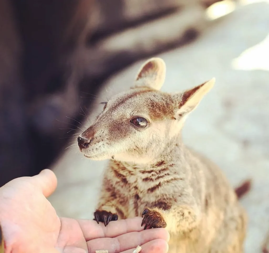 rock wallabies