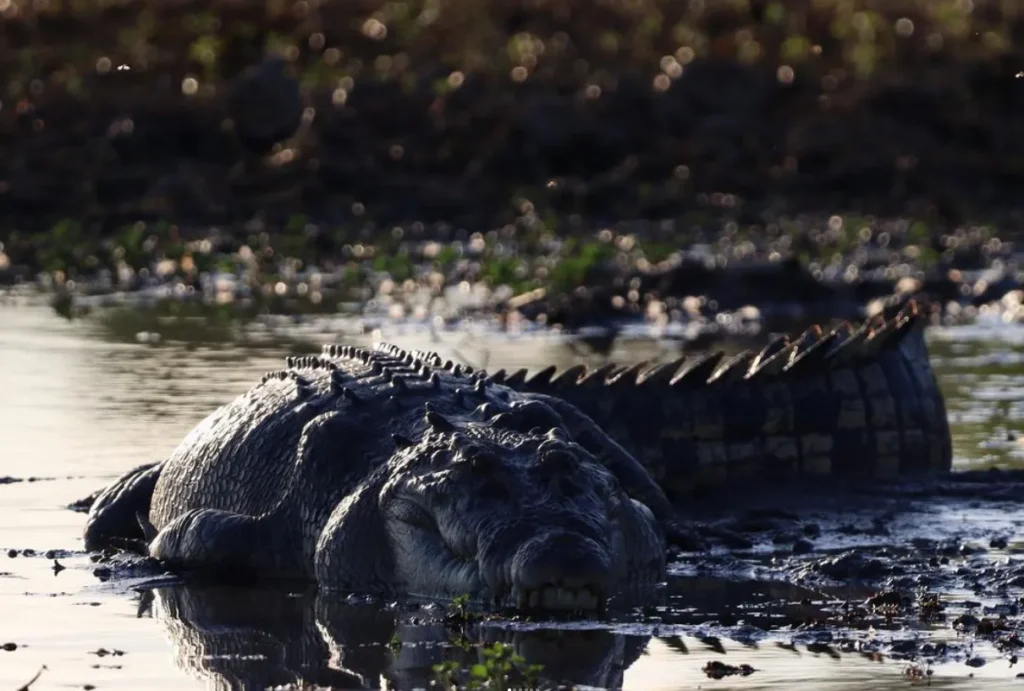 saltwater crocodiles